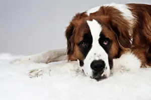 Blankets: St. Bernard dog putting its head on the paws