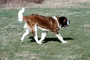 Bernard: St Bernard DOG - Running