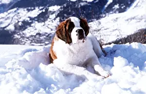 Smooth: ST BERNARD DOG in snow