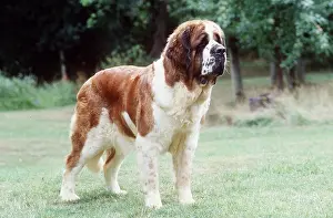 Bernard: St Bernard DOG - standing