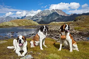 Mountained: Three St. Bernard dogs of the Fondation Barry, one