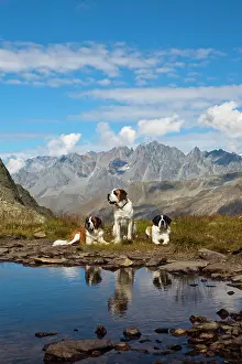 Bernard: Three St. Bernard dogs of the Fondation Barry at
