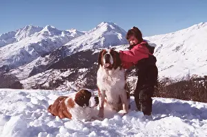 Owner: ST BERNARD DOGS - two in the snow with girl