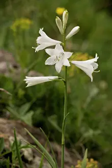 Paradisea: St. Bernard's lily