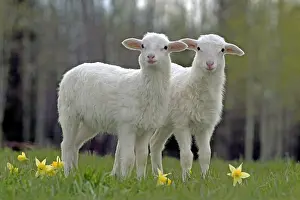 Croix: St. Croix Lambs - two a few months old together