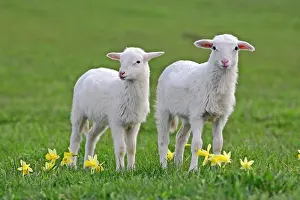 Croix: St. Croix Lambs - a few months old together at