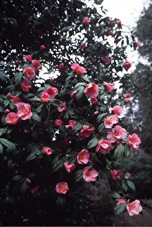 Allen Paterson: ST EWE CAMELLIA