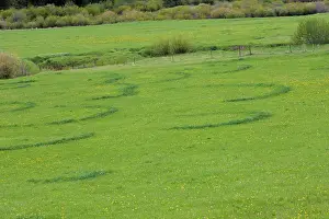 Georges: St George's Mushroom - fairy rings