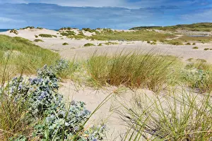 Maritimum: St Gothian Sands - with Sea Holly in foreground