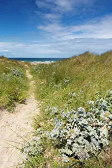 Maritimum: St Gothian Sands - with Sea Holly in foreground