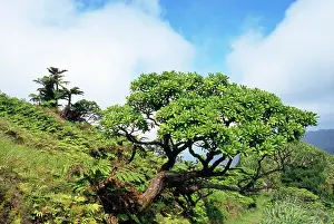 Helena: St Helena - Black Cabbage Tree, endemic