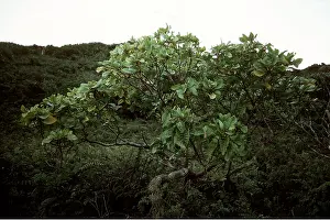 St. Helena Island - The She Cabbage Tree, endemic