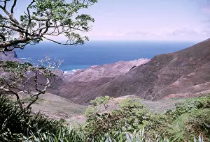 Vestige: ST HELENA ISLAND - Gumwood, last vestige of endemic forest