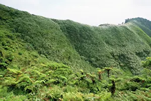 Phormium: St Helena - Tree Ferns and invasive New Zealand