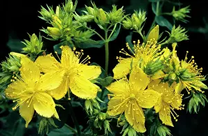 Johns: St-John's wort