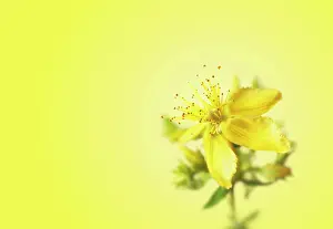 Hypericum: St John's Wort