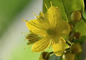 Hypericum: St John's Wort
