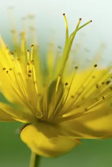 Hypericum: St John's Wort