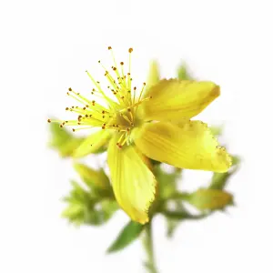 Hypericum: St John's Wort