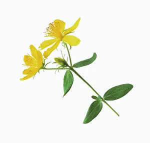 Hypericum: St John's wort