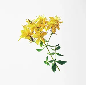 Hypericum: St John's Wort