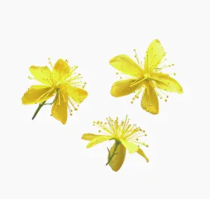 Hypericum: St John's wort