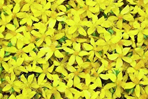 Cheery: St John's Wort