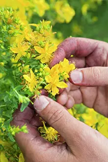 Hypericum: St John's Wort
