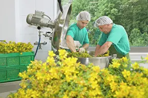 Hypericum: St John's Wort