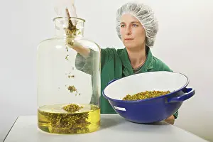 Organized: St John's Wort