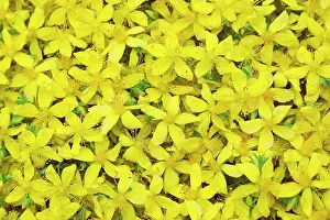 Hypericum: St John's Wort
