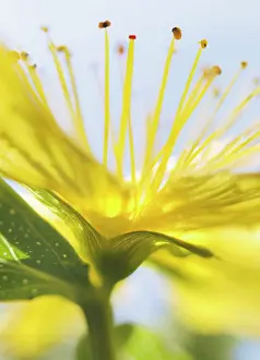 Optimism: St John's Wort