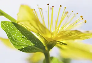 Optimism: St John's Wort