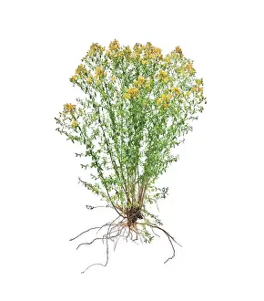 Hypericum: St John's Wort