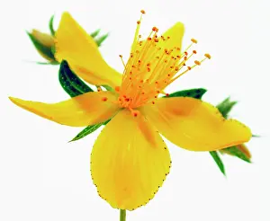 Hypericum: St John's Wort