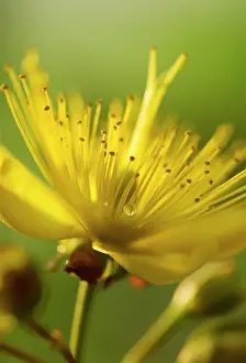 Moisture: St John's Wort