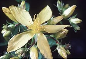 Johns: ST JOHN'S WORT - in flower, close-up