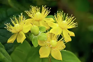 Decidous: St John's wort Hidcote