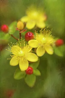 Enhanced: St John's wort, Hypericum perforatum, flowerhead showing 3 f