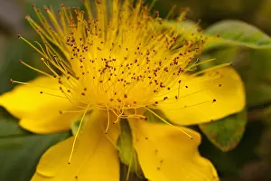 Johns: St Johns Wort, Hypericum perforatum, Close up of