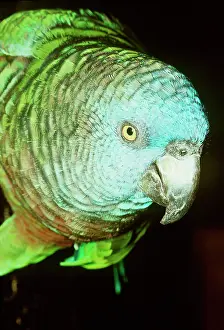 Lucia: St Lucia Amazon Parrot - Close-up of head