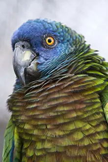 Vehicles: St Lucia Parrot (Amazona versicolor) adult, Wdward Islands