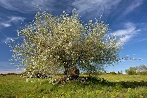Causse: St Lucie Cherry Tree