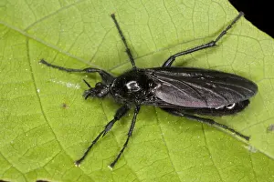 Marks: St. Mark's Fly Bibio marci, in spring
