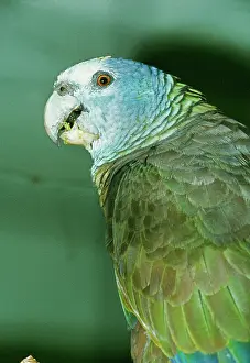 Amazona: St Vincent Amazon PARROT