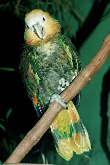 Vincent: St Vincent PARROT