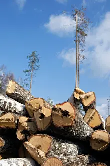 Stacked: Stacked Birch Logs - left on a logging site for