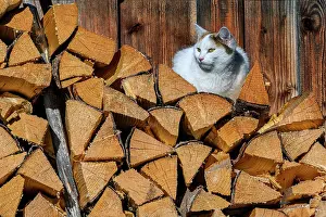 Stacked: Stacked firewood with felidae (Felis catus), Jungholz