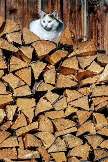 Stacked: Stacked firewood with felidae (Felis catus), Jungholz