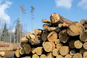 Stacked: Stacked Pine Logs - left on a logging site for